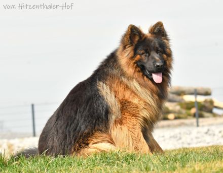 ALTDEUTSCHER SCHÄFERHUND DECKRÜDE / LANGATOCKHAAR SCHÄFERHUND DECKRÜDE