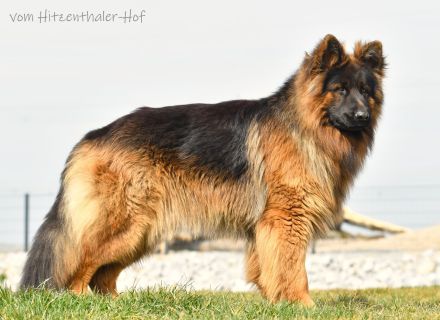 ALTDEUTSCHER SCHÄFERHUND DECKRÜDE / LANGATOCKHAAR SCHÄFERHUND DECKRÜDE