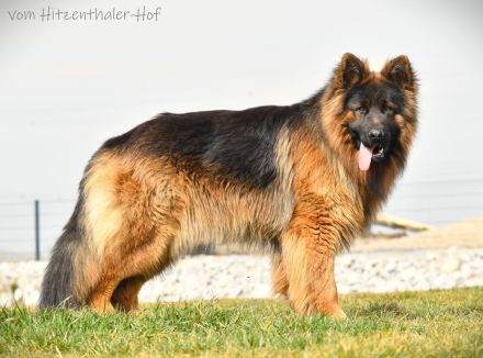 ALTDEUTSCHER SCHÄFERHUND DECKRÜDE / LANGATOCKHAAR SCHÄFERHUND DECKRÜDE