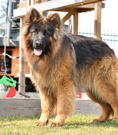 ALTDEUTSCHER SCHÄFERHUND DECKRÜDE / LANGATOCKHAAR SCHÄFERHUND DECKRÜDE