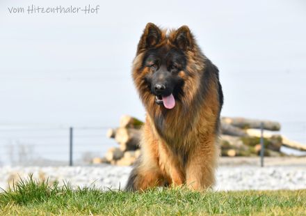 ALTDEUTSCHER SCHÄFERHUND DECKRÜDE / LANGATOCKHAAR SCHÄFERHUND DECKRÜDE