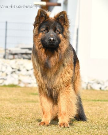 ALTDEUTSCHER SCHÄFERHUND DECKRÜDE / LANGATOCKHAAR SCHÄFERHUND DECKRÜDE