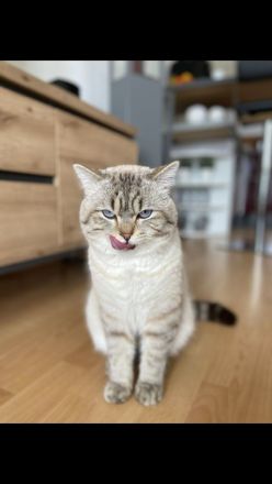 Deckkater BKH silver shaded