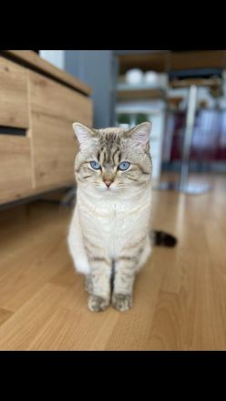 Deckkater BKH silver shaded