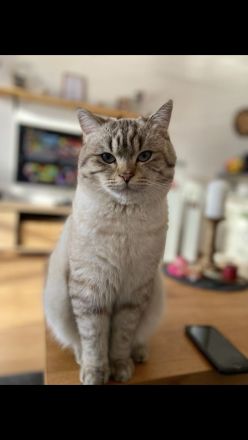 Deckkater BKH silver shaded