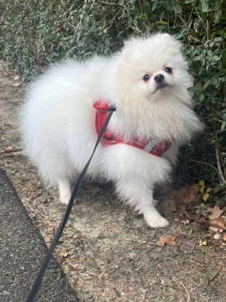 Pomeranian