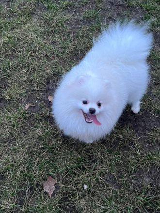 Pomeranian