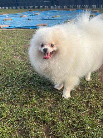 Pomeranian