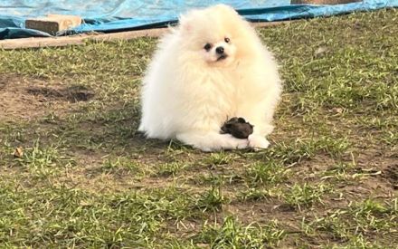 Pomeranian