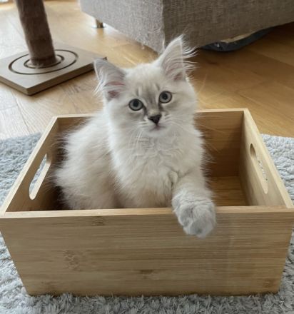 Neva masquarade kitten Kätzchen Kater