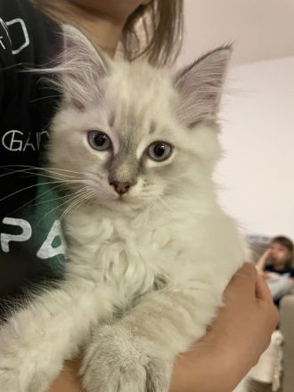 Neva masquarade kitten Kätzchen Kater