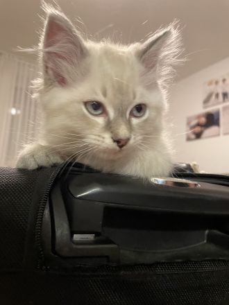 Neva masquarade kitten Kätzchen Kater