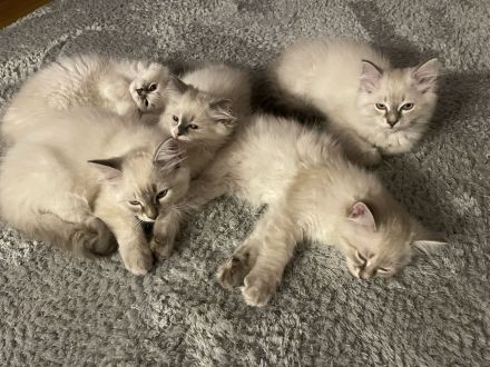 Neva masquarade kitten Kätzchen Kater