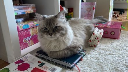 Neva masquarade kitten Kätzchen Kater