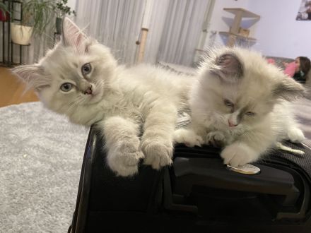 Neva masquarade kitten Kätzchen Kater