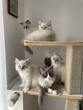 Neva masquarade kitten Kätzchen Kater