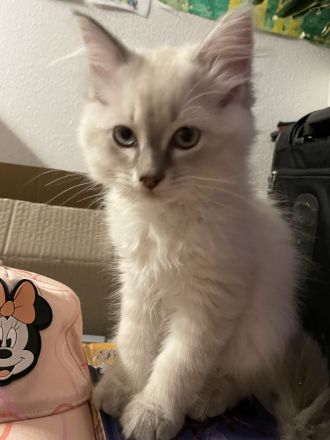 Neva masquarade kitten Kätzchen Kater