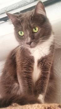 Julietta, ängstliche Fellnase sucht geduldigen Dosenöffner