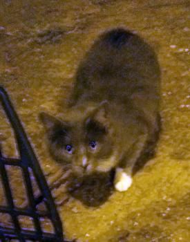 Julietta, ängstliche Fellnase sucht geduldigen Dosenöffner