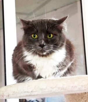 Julietta, ängstliche Fellnase sucht geduldigen Dosenöffner