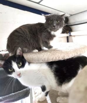 Julietta, ängstliche Fellnase sucht geduldigen Dosenöffner