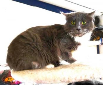 Julietta, ängstliche Fellnase sucht geduldigen Dosenöffner