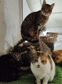 Glückskatze Eira sucht Menschen mit Katzenerfahrung