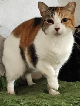 Glückskatze Eira sucht Menschen mit Katzenerfahrung