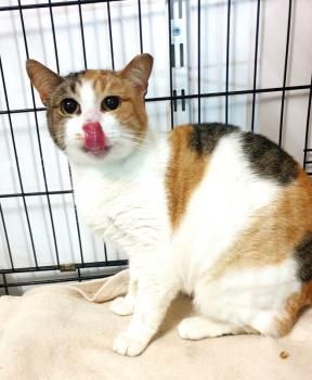 Glückskatze Eira sucht Menschen mit Katzenerfahrung