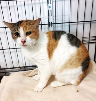 Glückskatze Eira sucht Menschen mit Katzenerfahrung