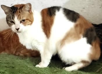 Glückskatze Eira sucht Menschen mit Katzenerfahrung