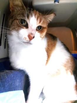 Glückskatze Eira sucht Menschen mit Katzenerfahrung