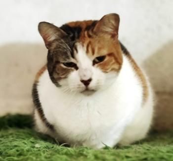 Glückskatze Eira sucht Menschen mit Katzenerfahrung