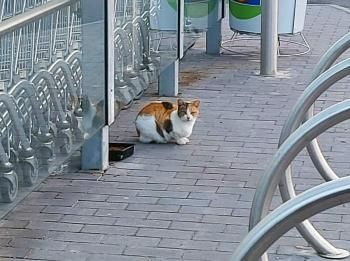 Glückskatze Eira sucht Menschen mit Katzenerfahrung