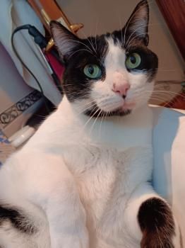 Evan, FIV positiv