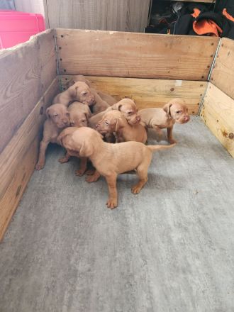 Magyar Vizsla Welpen abzugeben