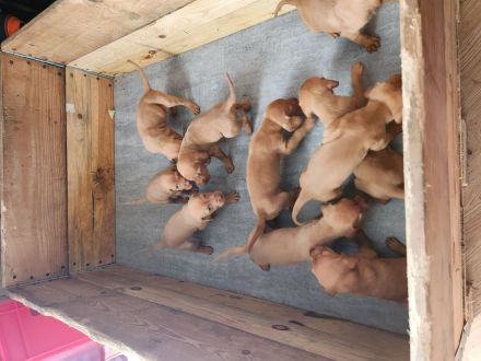 Magyar Vizsla Welpen abzugeben