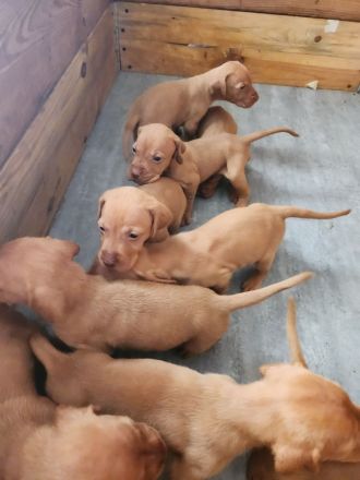 Magyar Vizsla Welpen abzugeben