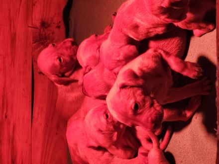 Magyar Vizsla Welpen abzugeben