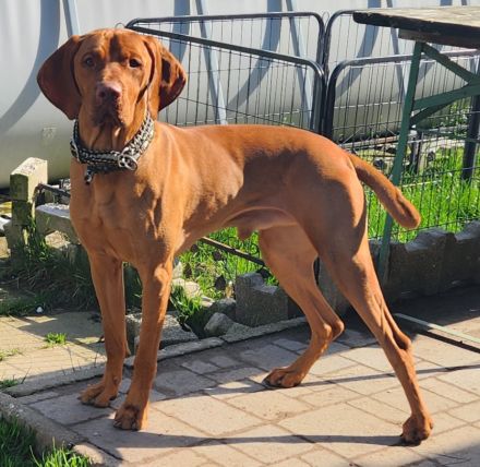 Magyar Vizsla Welpen abzugeben