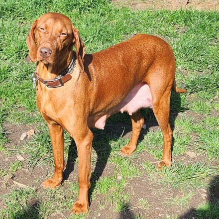 Magyar Vizsla Welpen abzugeben