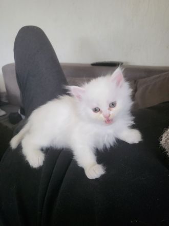 perserkatzen kitten