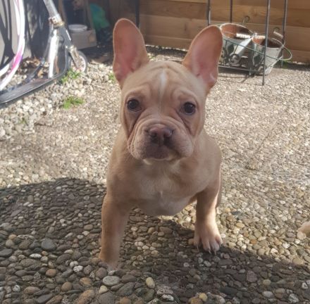 Französische Bulldogge Welpe Rüde mit At