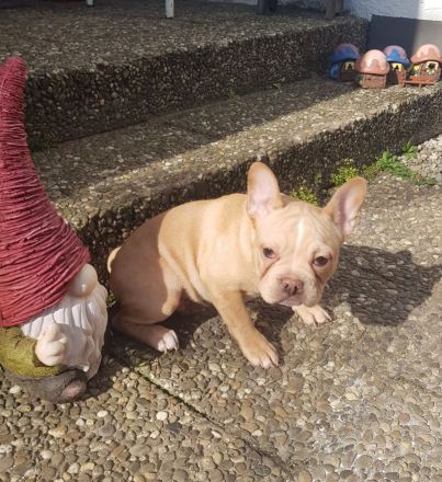 Französische Bulldogge Welpe Rüde mit At