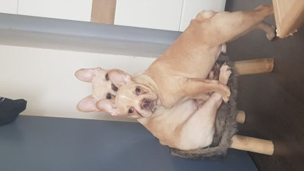 Französische Bulldogge Welpe Rüde mit At