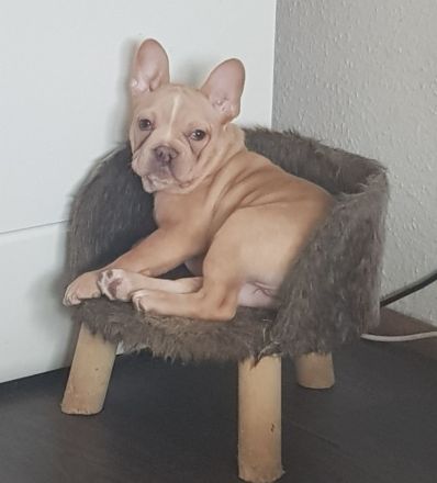 Französische Bulldogge Welpe Rüde mit At