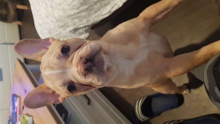 Französische Bulldogge Welpe Rüde mit At