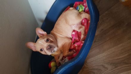 Französische Bulldogge Welpe Rüde mit At