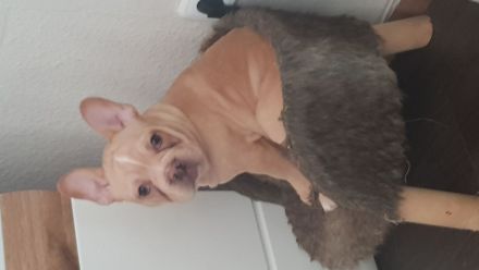 Französische Bulldogge Welpe Rüde mit At