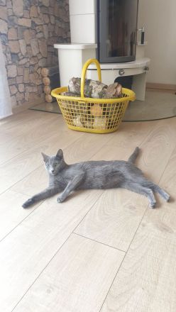 4 süße reinrassige russisch blau Kitten